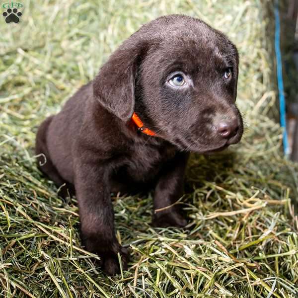 Orange, Chocolate Labrador Retriever Puppy